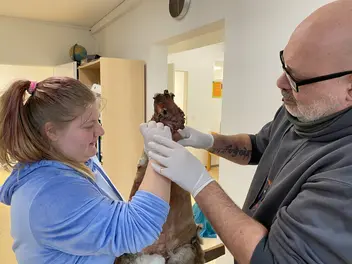 Eine Schülerin und ein Pädagoge beim Gerben eines Kaninchenfelles.