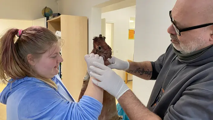 Eine Schülerin und ein Pädagoge beim Gerben eines Kaninchenfelles.